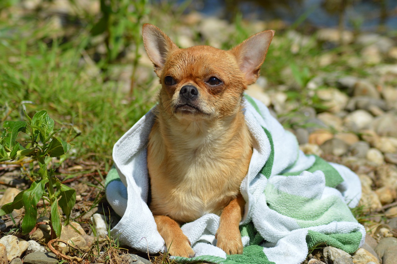 The Traits of the Chihuahua - What You Should Know